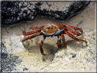 foto Flora e la fauna della Isole Galapagos